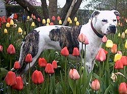 American Staffordshire Terrier