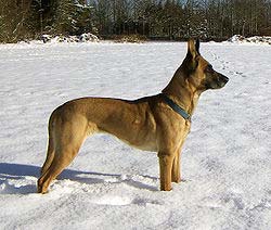 Malinois