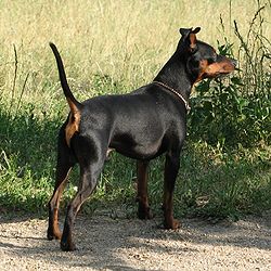 Pinscher