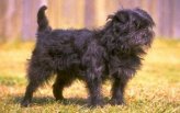 Affenpinscher