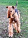 Airedale terrier