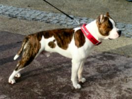 Americain StaffordshireTerrier