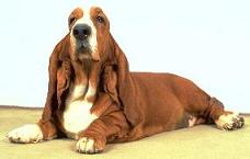 Basset