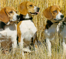 Beagle