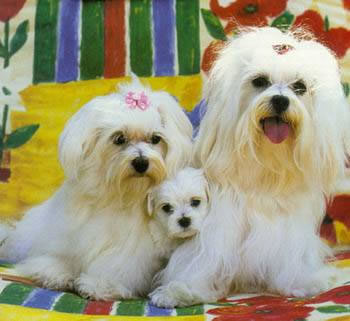 Bichons