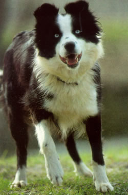 Border collie