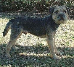 Border Terrier