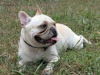 Bouledogue