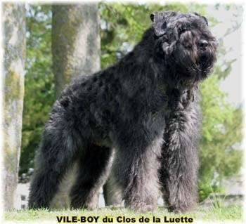 Bouvier des Flandres