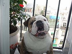 Bulldog anglais