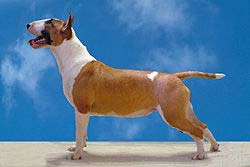 Bull Terrier 