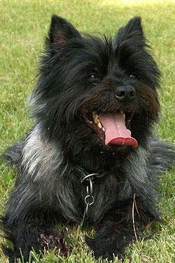 Cairn Terrier