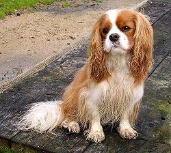 Cavalier King Charles