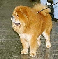 Chow-Chow 