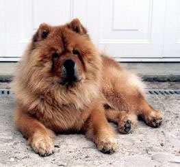 chow-chow