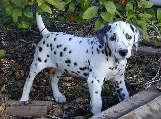 Dalmatien