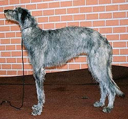 Deerhound