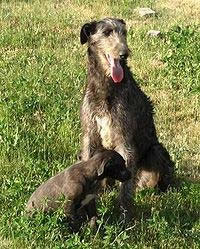 Deerhound 