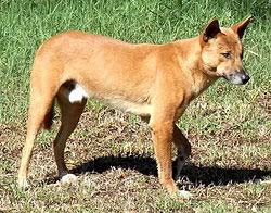 Dingo (chien sauvage)