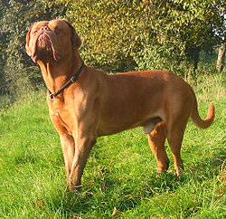 Dogue de Bordeaux