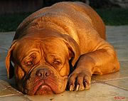 Dogue de Bordeaux