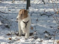 Fox-terrier