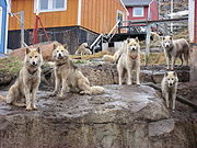 Greenland_dogs