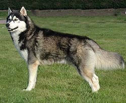 Husky siberien