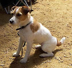 Jack Russell Terrier