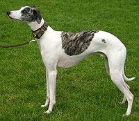 Levrier whippet