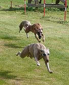 whippet