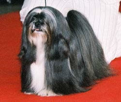 Lhassa Apso