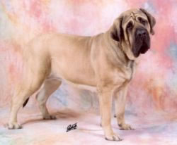 Mastiff