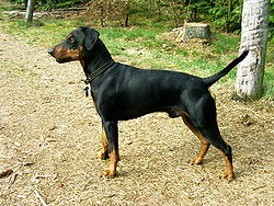 Pinscher allemand