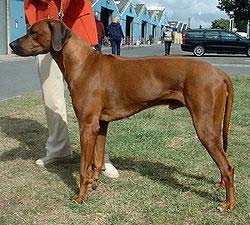 Rhodesian Ridgeback