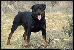 Rottweiler