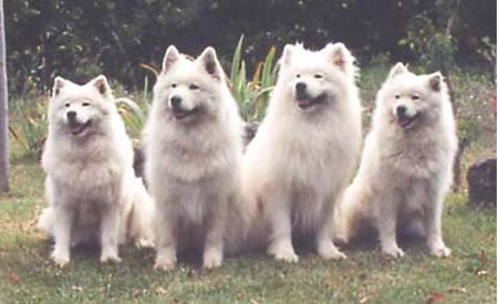 Samoyede