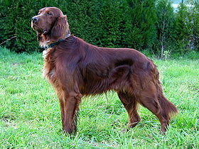 Setter Irlandais