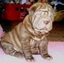 Shar peï