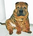 Shar peï 2