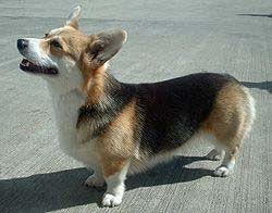 Welsh Corgi